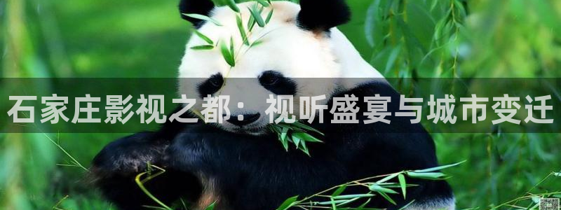 http://51视频.com/：石家庄影视之都：视听盛宴与城市变迁